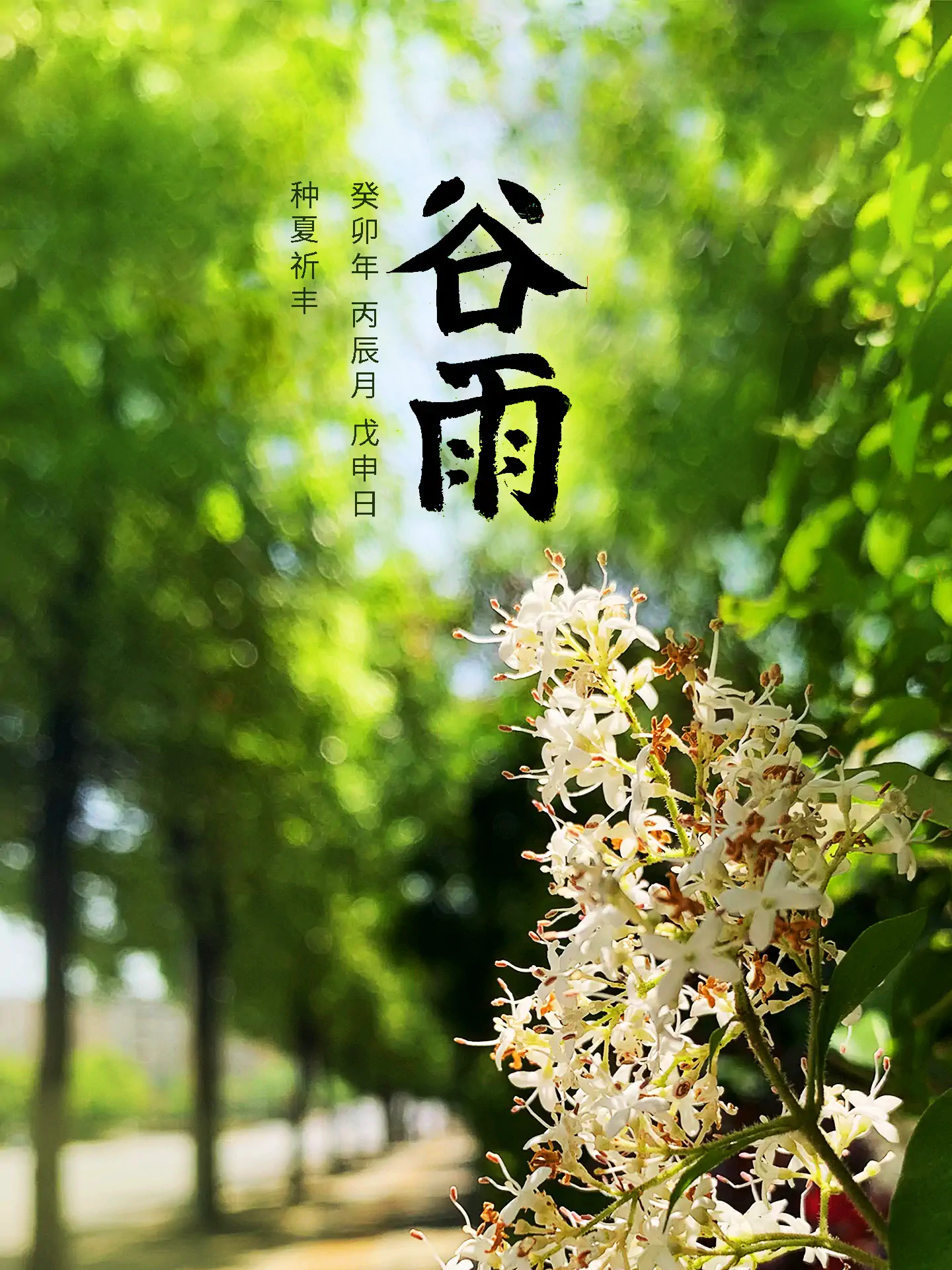 2023 谷雨 - 种夏祈丰  二十四节气