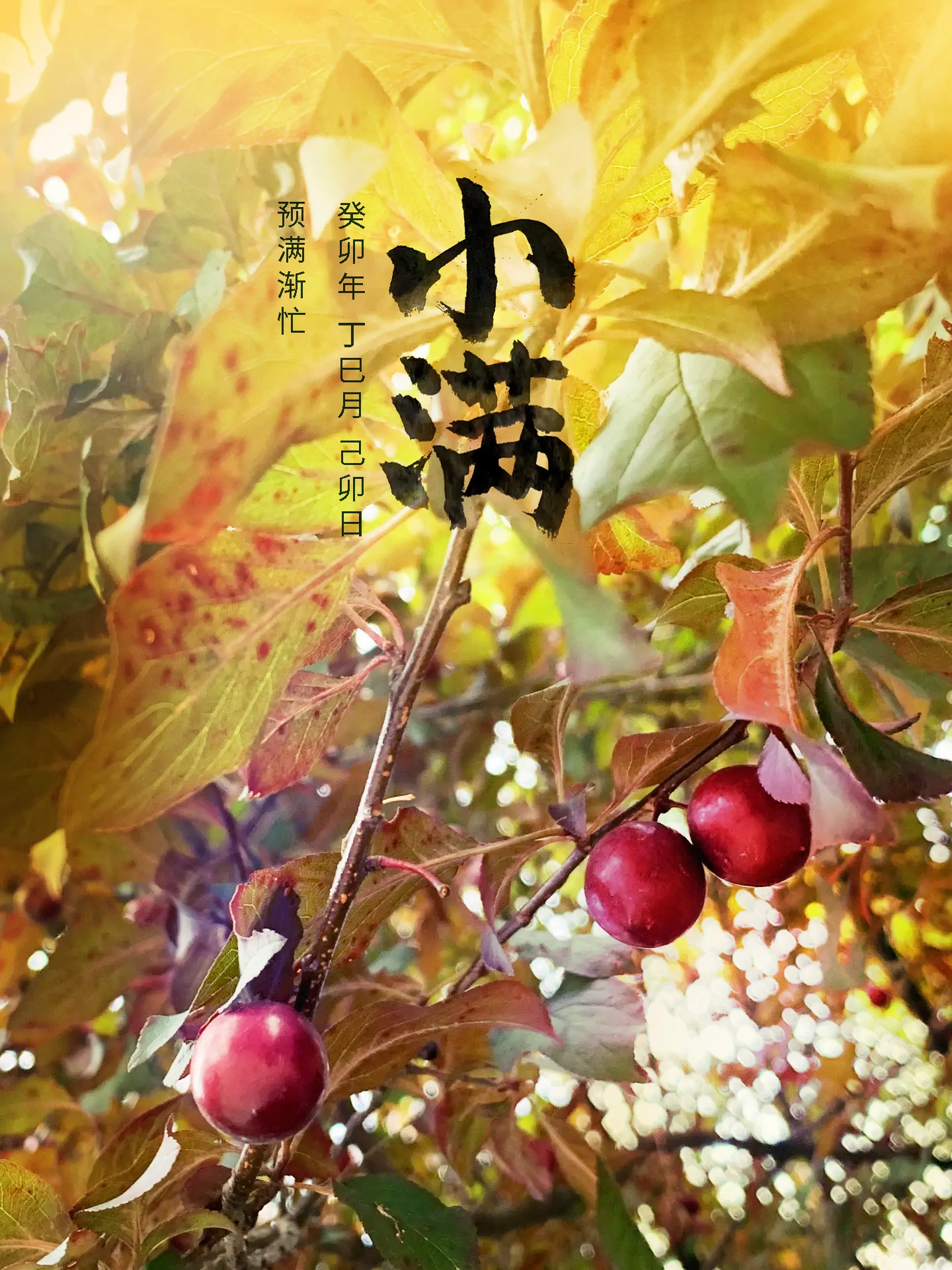 2023 小满 - 预满渐忙  二十四节气