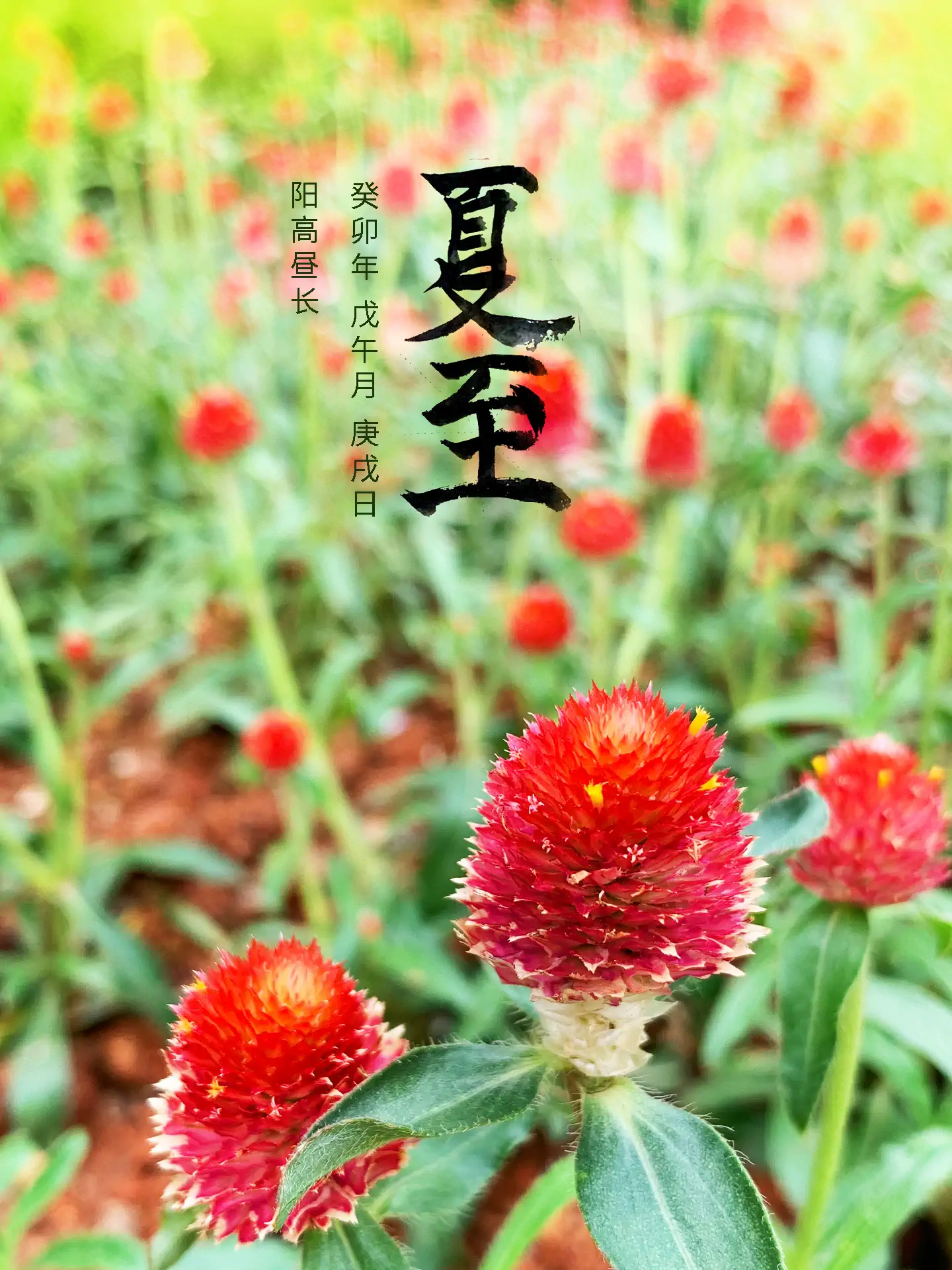 2023 夏至 - 阳高昼长 二十四节气