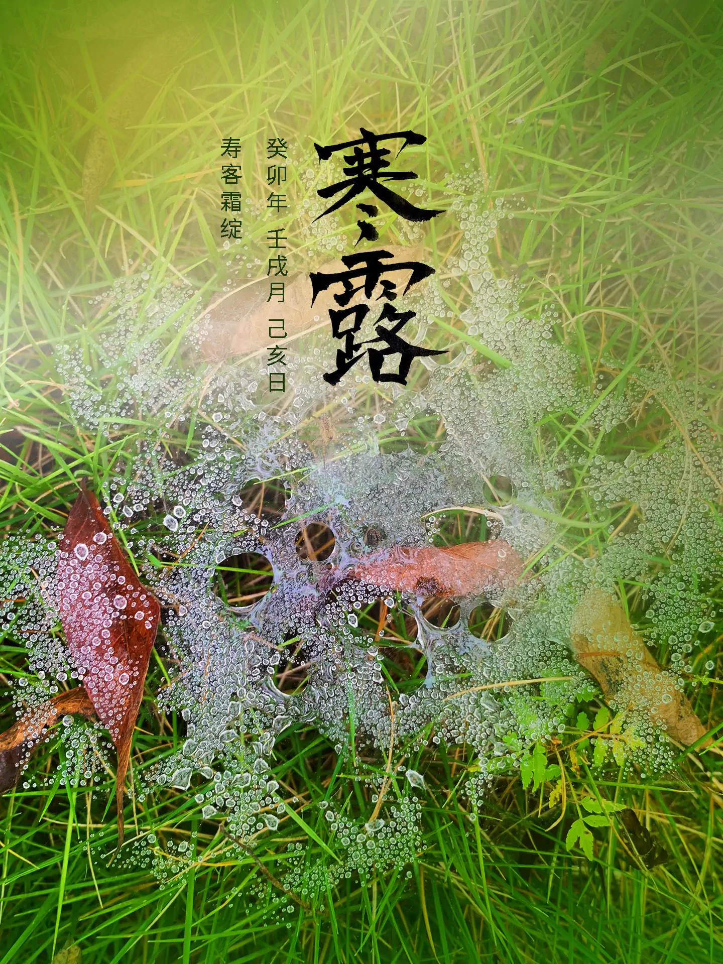 2023 寒露 - 寿客霜绽 二十四节气